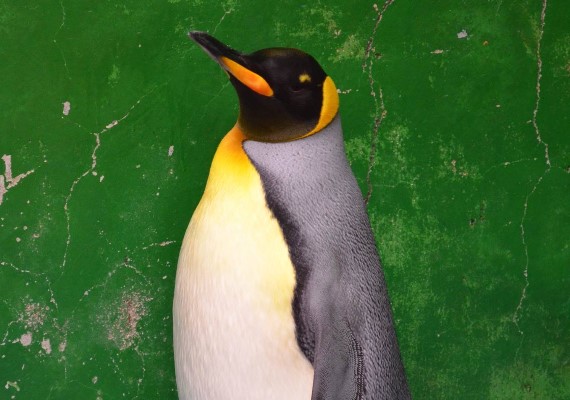 「黑麻糬」為台灣第一隻誕生的國王企鵝。(圖/翻攝自Taipei ZOO 臺北市立動物園)