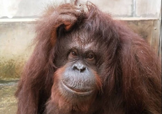 貝比因不慎摔落,緊急送醫後不幸離世。(圖/翻攝自Taipei ZOO 臺北市立動物園)