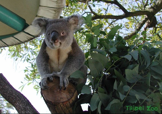 派翠克是無尾熊中的元老。(圖/翻攝自Taipei ZOO 臺北市立動物園)