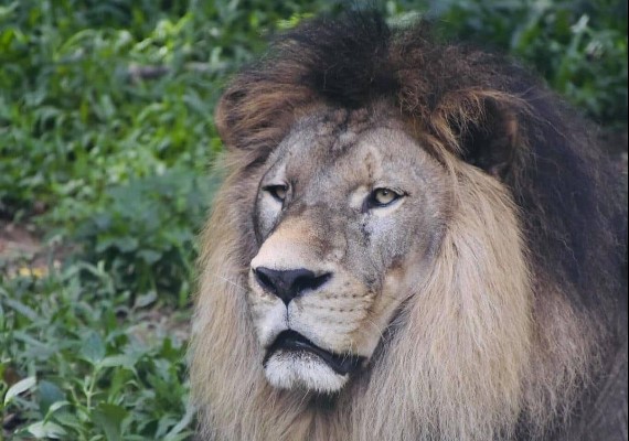 高雄壽山動物園裡的非洲獅「小巴」。(圖/翻攝自高雄壽山動物園)