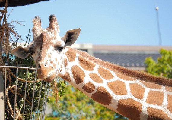 在六福村園區內的長頸鹿「布丁妹」也是當紅的人氣動物。(圖/翻攝自六福村主題遊樂園)