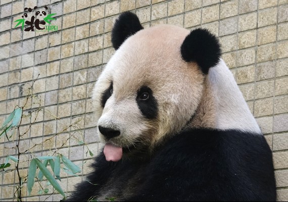 人氣大貓熊「團團」。(圖/翻攝自Taipei ZOO 臺北市立動物園)