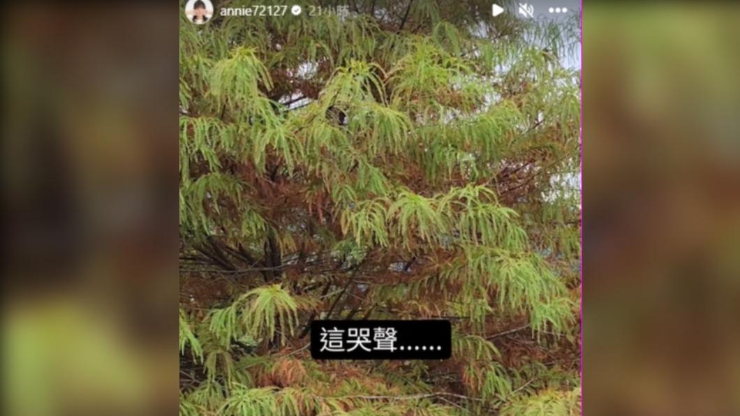 魚乾錄下嬰兒哭聲。(圖/翻攝自@annie72127 IG)