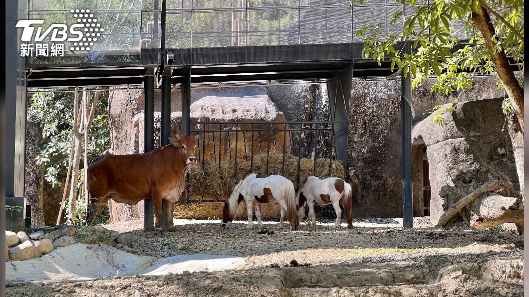 動物混養共生 (高雄觀光局提供)