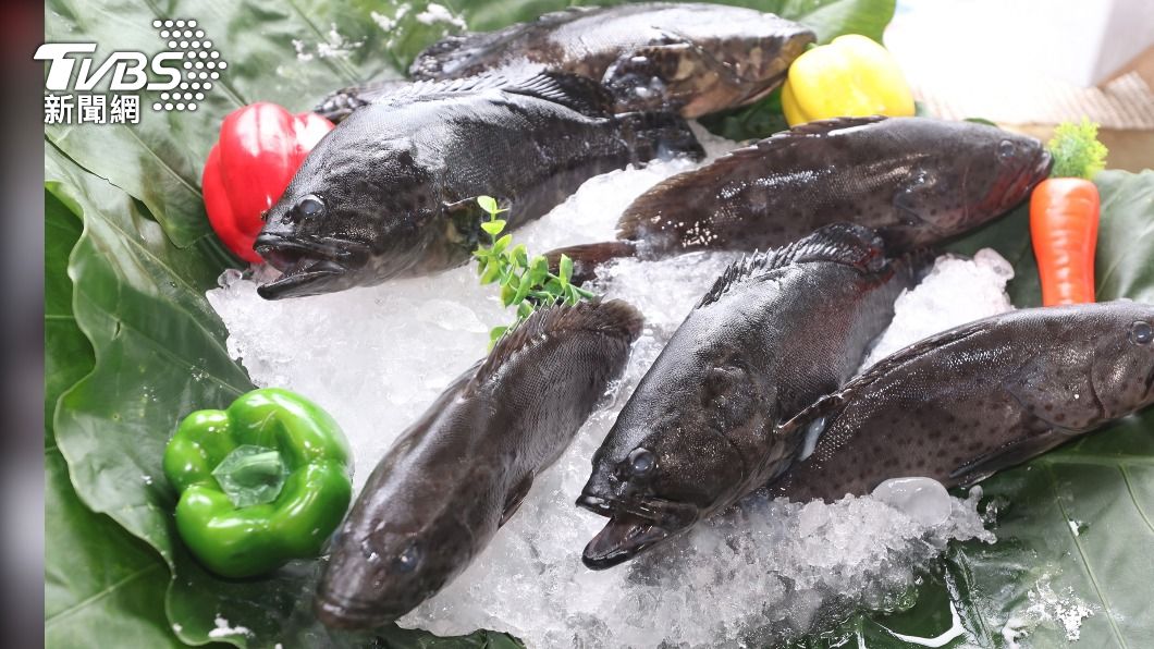 台灣石斑魚挺進「藏壽司」 明年進軍日本市場