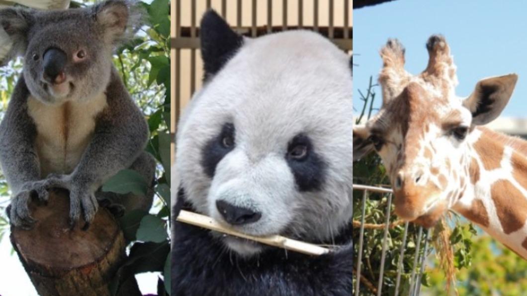 還記得誰？再見了大貓熊團團　「10大童年人氣動物」成追憶