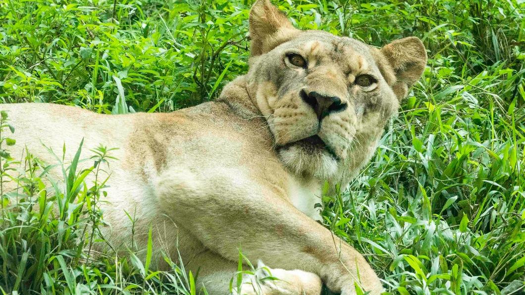 台北市立動物園-非洲獅