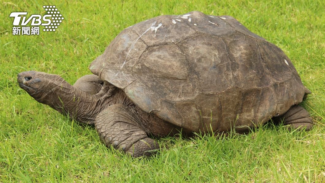 全球最高齡陸龜慶190大壽 獸醫認證:性慾還很強