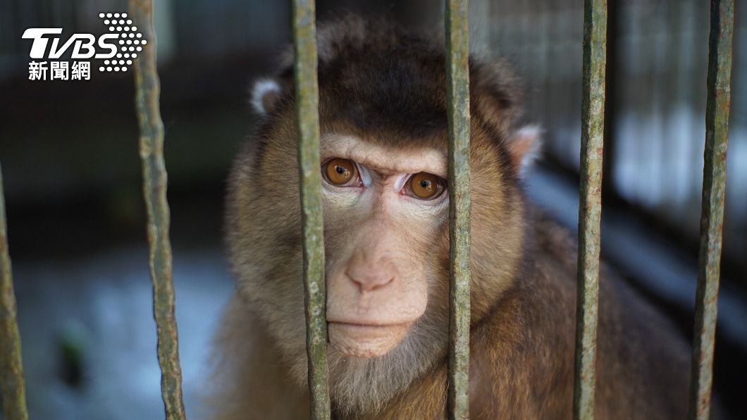 報導指出,自2018年以來,Neuralink在實驗後導致約1500隻動物死亡。(示意圖/shutterstock 達志影像)