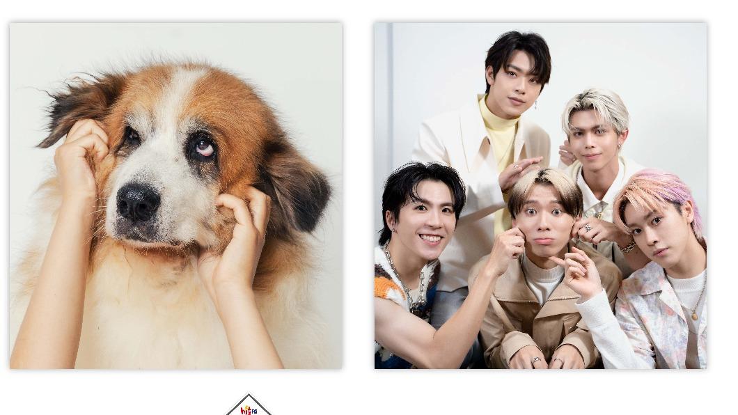 ALL IN 5盼望有愛心人士可以幫助流浪動物。(圖/Hit Fm聯播網提供)