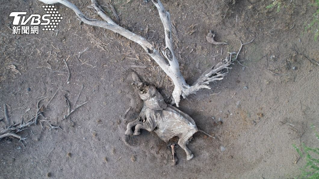 肯亞保護區中因乾旱缺水而死亡的大象。東非今年歷經40年來最嚴重的乾旱,大量野生動物缺水而死,當地人民也面臨飢荒危機。(圖/達志影像路透)
