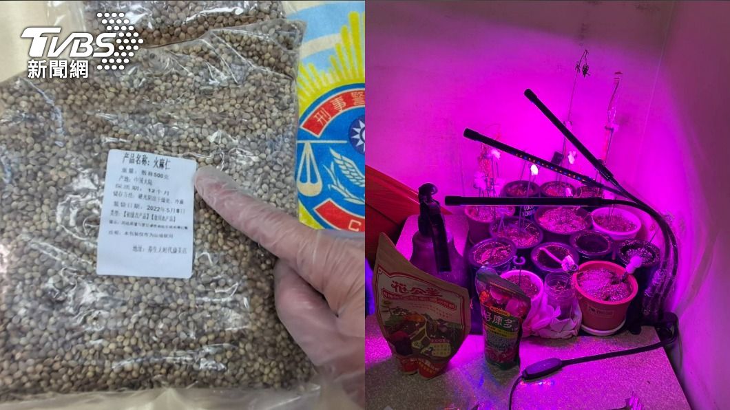 潤腸藥材變大麻！毒蟲當起精緻小農　被抓瞎扯：我常便祕