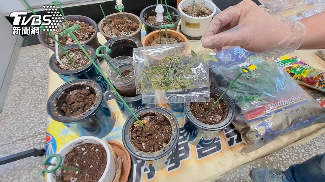 大麻半成品。(圖/TVBS)