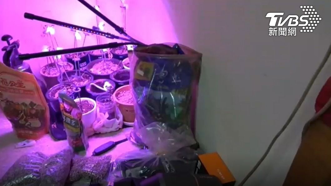 下面藏著幾株大麻株。(圖/TVBS)