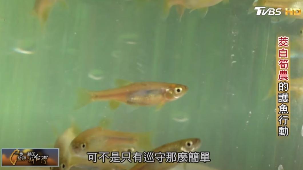 護魚行動(圖/TVBS)