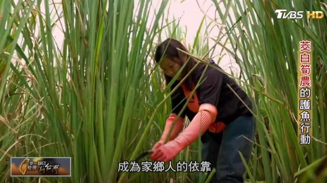 筊白筍農守護家鄉(圖/TVBS)