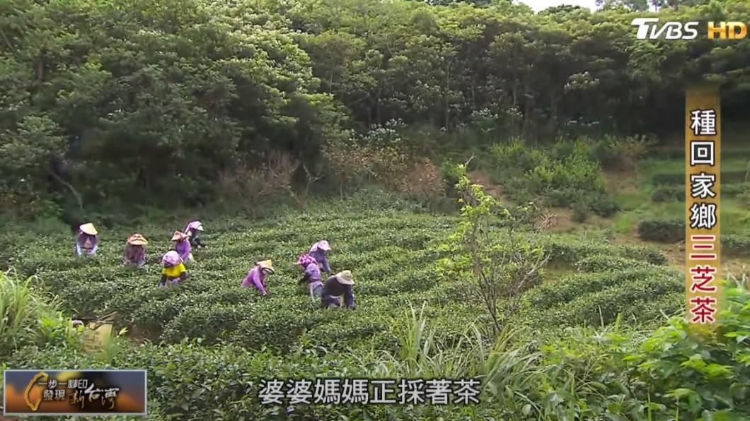 三芝茶園(圖/TVBS)