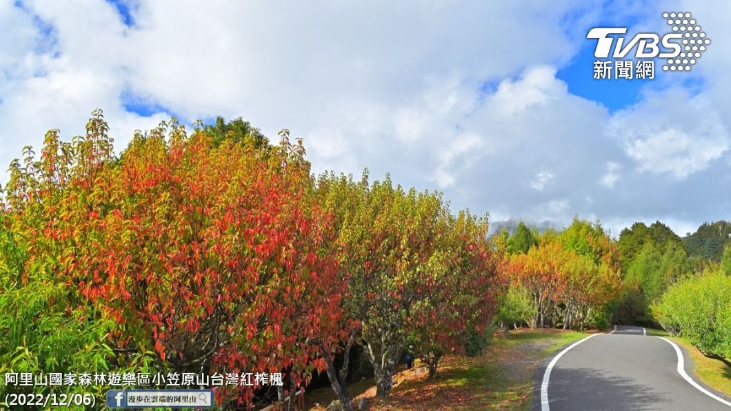 氣溫降賞楓正當時!阿里山楓樹紅透了(圖/漫步在雲端的阿里山)