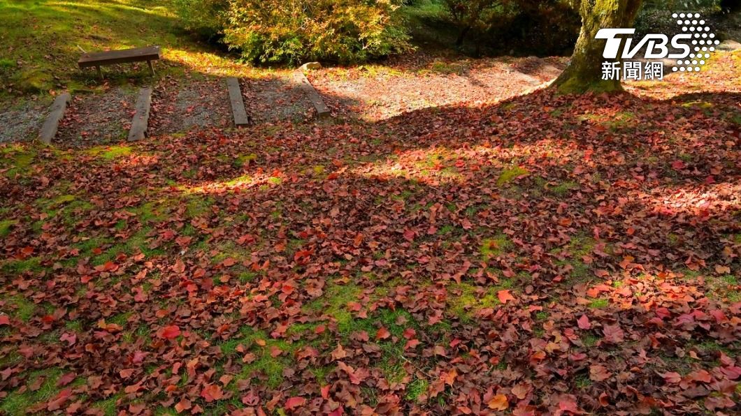 氣溫降賞楓正當時!阿里山楓樹紅透了(圖/漫步在雲端的阿里山)