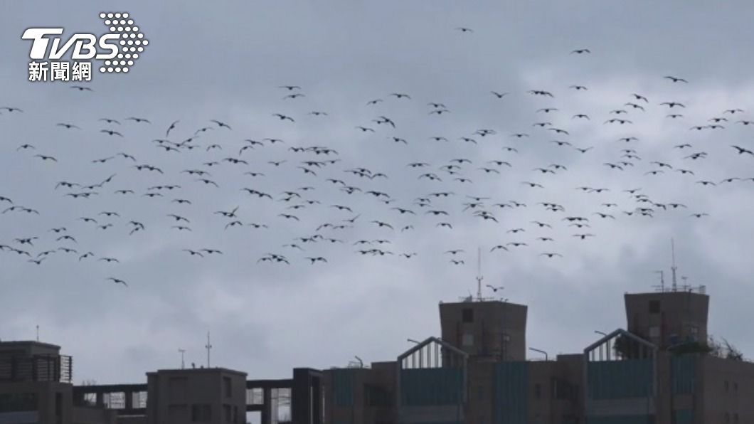 鸕鶿大軍基隆河獵食 鳥友憂松山機場飛安