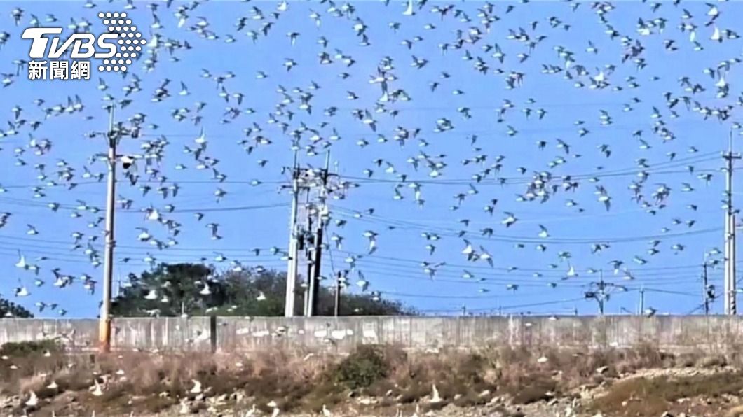 壯觀如「鳥河」 布袋廢鹽田近5千隻黑腹濱鷸群飛