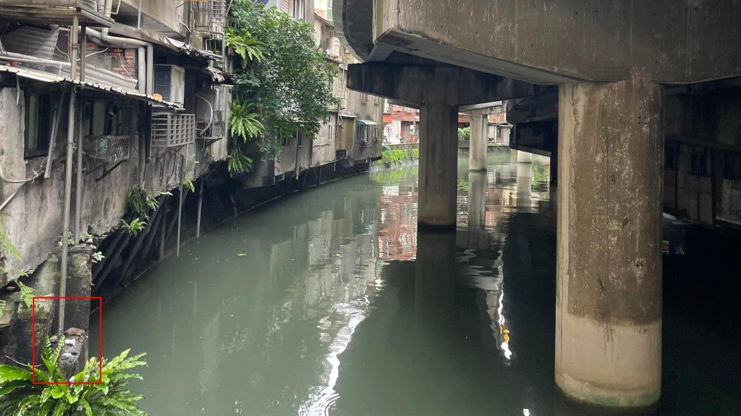 左下角處的確有隻肥鼠和蟑螂。(圖/翻攝自Reddit)