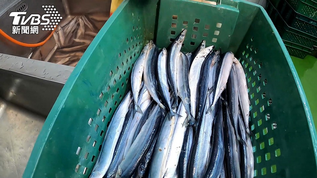 今年首賣競標1kg 23萬日圓! 日本北海道貴氣秋刀魚