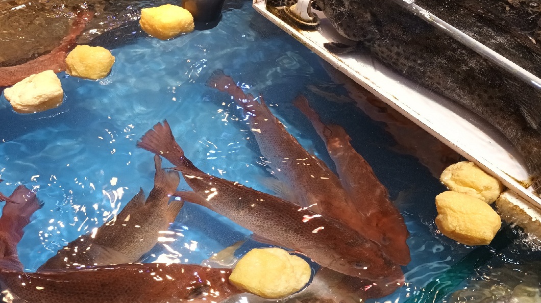 「海產缸飄炸豆腐」好詭異!專家曝神奇功能 網驚:長知識