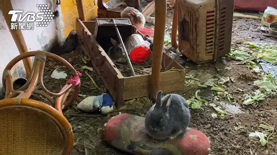 高雄鼠窩翻版!桃園80隻兔子塞整屋 排泄物、垃圾炸滿家具