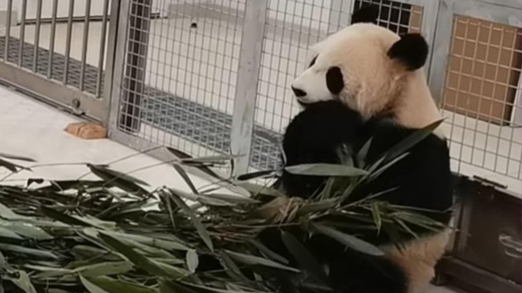 圖/翻攝自Youtube iPanda熊貓頻道
