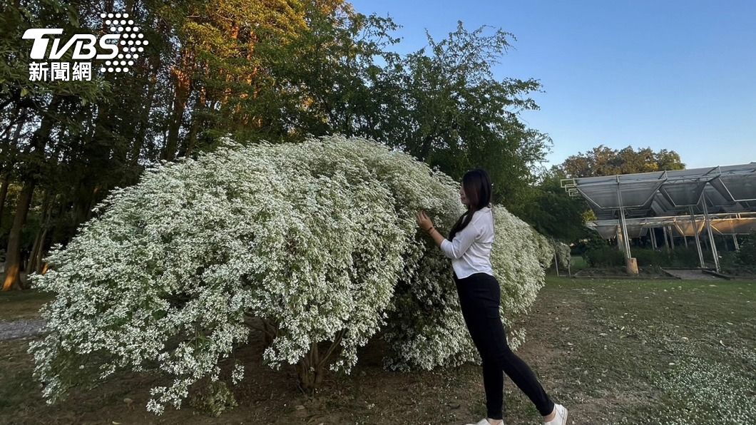 台南水道博物館白雪木盛開 純白美景迎遊客