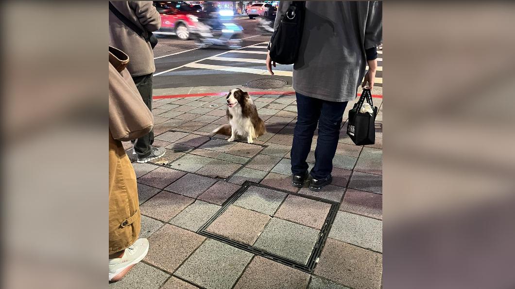 日前一名網友發文詢問在南京復興路口看到一隻疑似走失的牧羊犬。(圖/翻攝自中山大小事臉書)