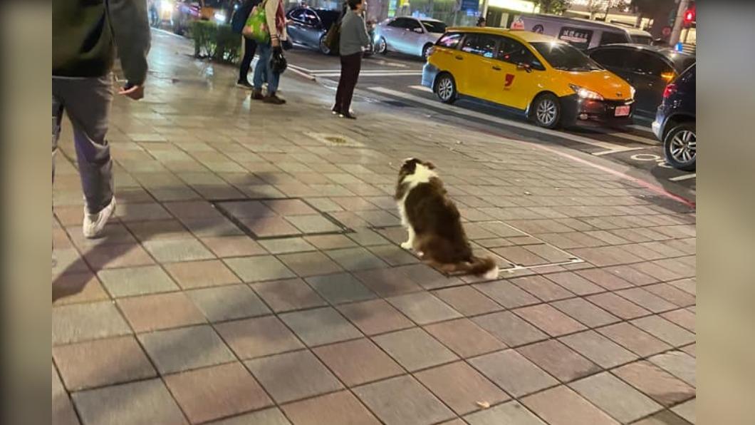 把毛小孩丟路邊!飼主喊「在訓練」 網怒了:超危險