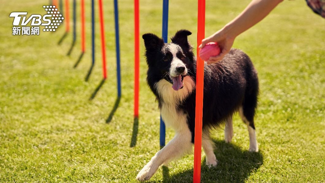 牧羊犬被公認為最聰明的犬種。(示意圖/shutterstock達志影像)