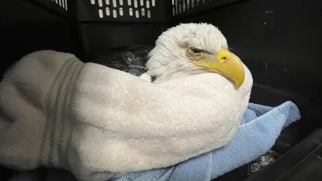 慘！誤食安樂死動物　「美國國鳥」白頭海鵰3死10中毒