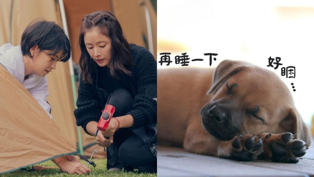 近期陸續有超狂台綜登場，用想的就讓人超期待。（圖／TVBS、翻攝自TOP DOG 回家臉書）