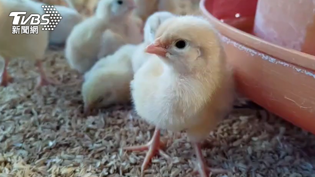 不冷了！超狂飼主準備雙桶瓦斯　24小時恆溫「保暖小雞」
