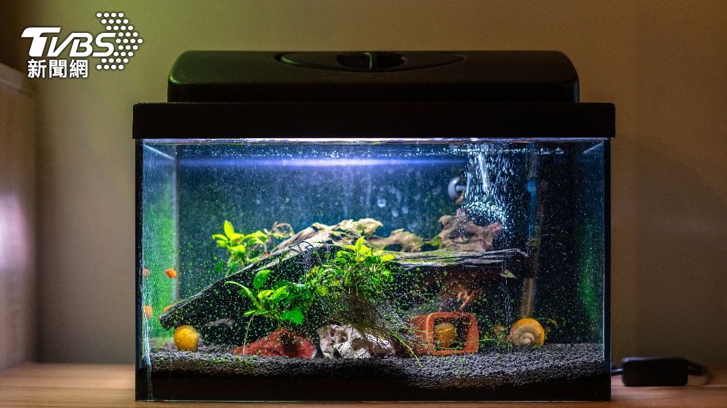 造景魚缸沒有魚，水最好抽乾。（示意圖／shutterstock達志影像）