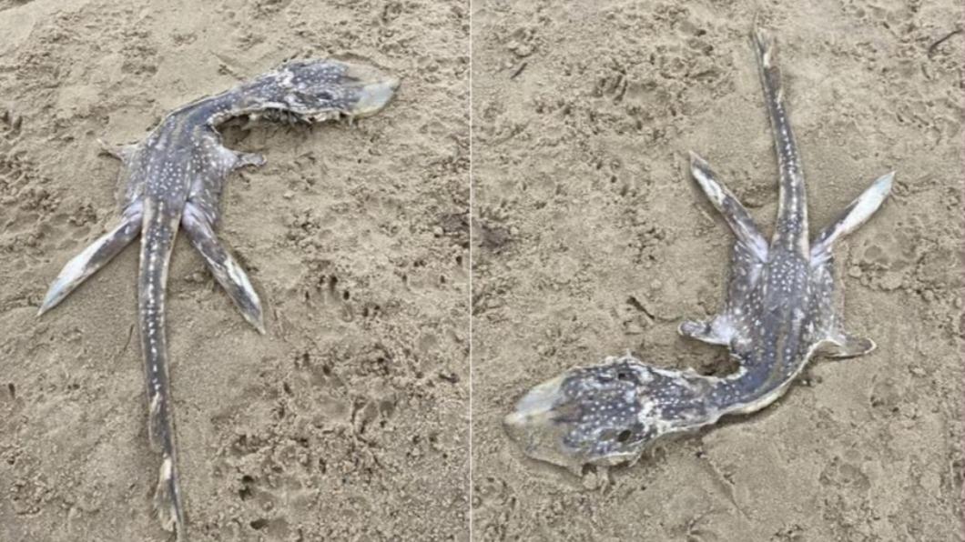 海灘驚現「尼斯湖水怪」?蛇頭巨尾超毛 屍體沖上岸