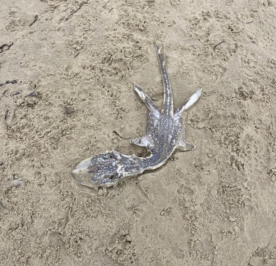 海怪頭部離奇巨大。（圖／翻攝自Reddit）