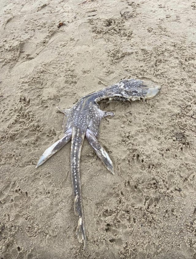 海怪尾巴又大又長。（圖／翻攝自Reddit）