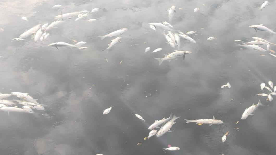 民眾路過看見魚屍嚇壞。（圖／翻攝自高雄大小事）