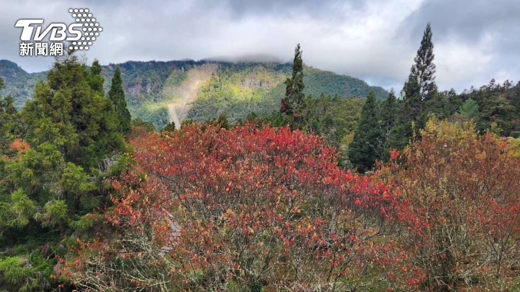 冷氣團發威!週末阿里山染上豐富色彩 賞楓到跨年