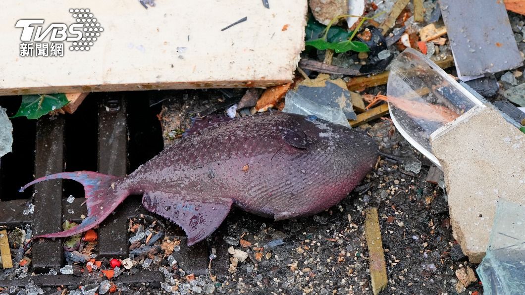 柏林巨型水族箱AquaDom爆裂 數千條熱帶魚幾乎沒命