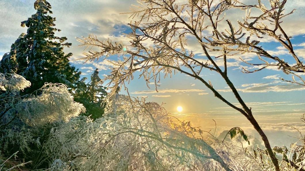 宛如北國世界!太平山莊清晨-5℃ 樹枝結滿霧淞雪白一片