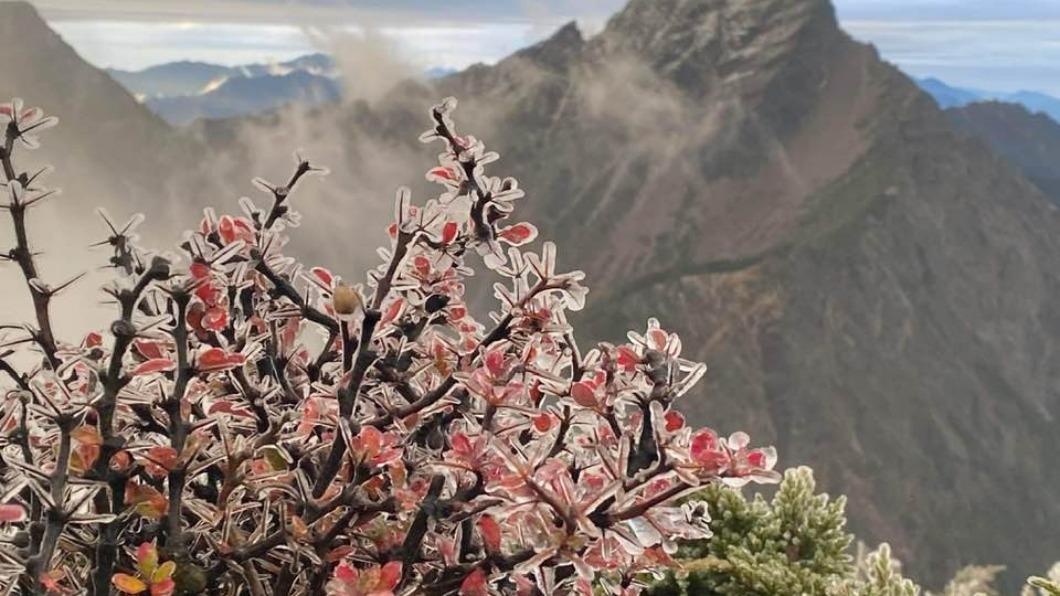 太美了!寒流來玉山現「凍雨」奇景 宛如童話世界
