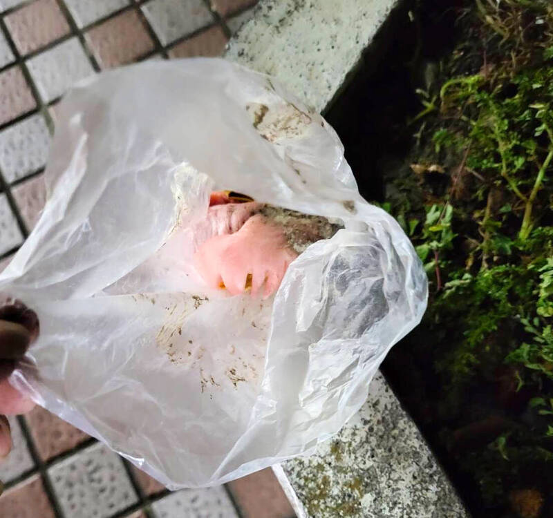 男子在天公爐中埋下生雞頭。(圖/石龍宮)
