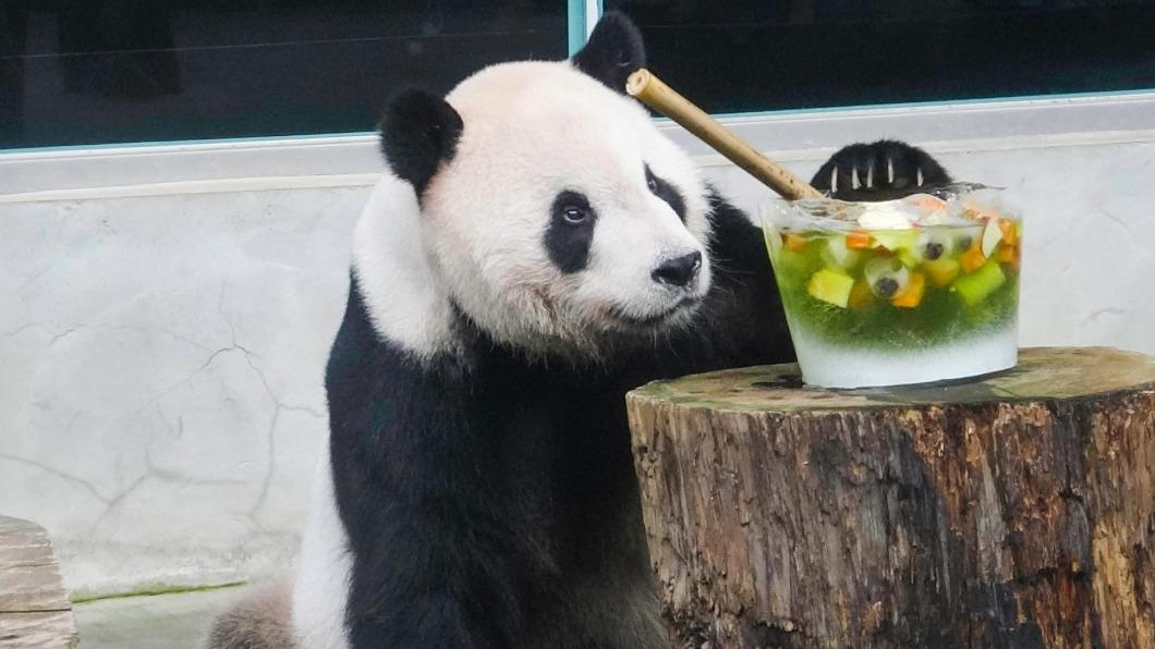團團將成為準大體老師。(圖/台北市立動物園提供)