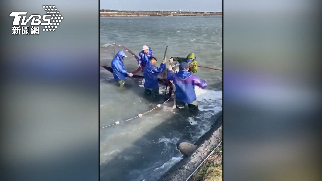 寒流來 虱目魚搬家兼「打熱氣」!保暖抗寒害