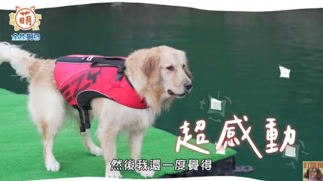 狗狗超擔心Fred的安危。(圖/翻攝自《萌寵明星粗乃玩》YT頻道)